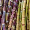 Zuckerrohr_AdobeStock_222608441